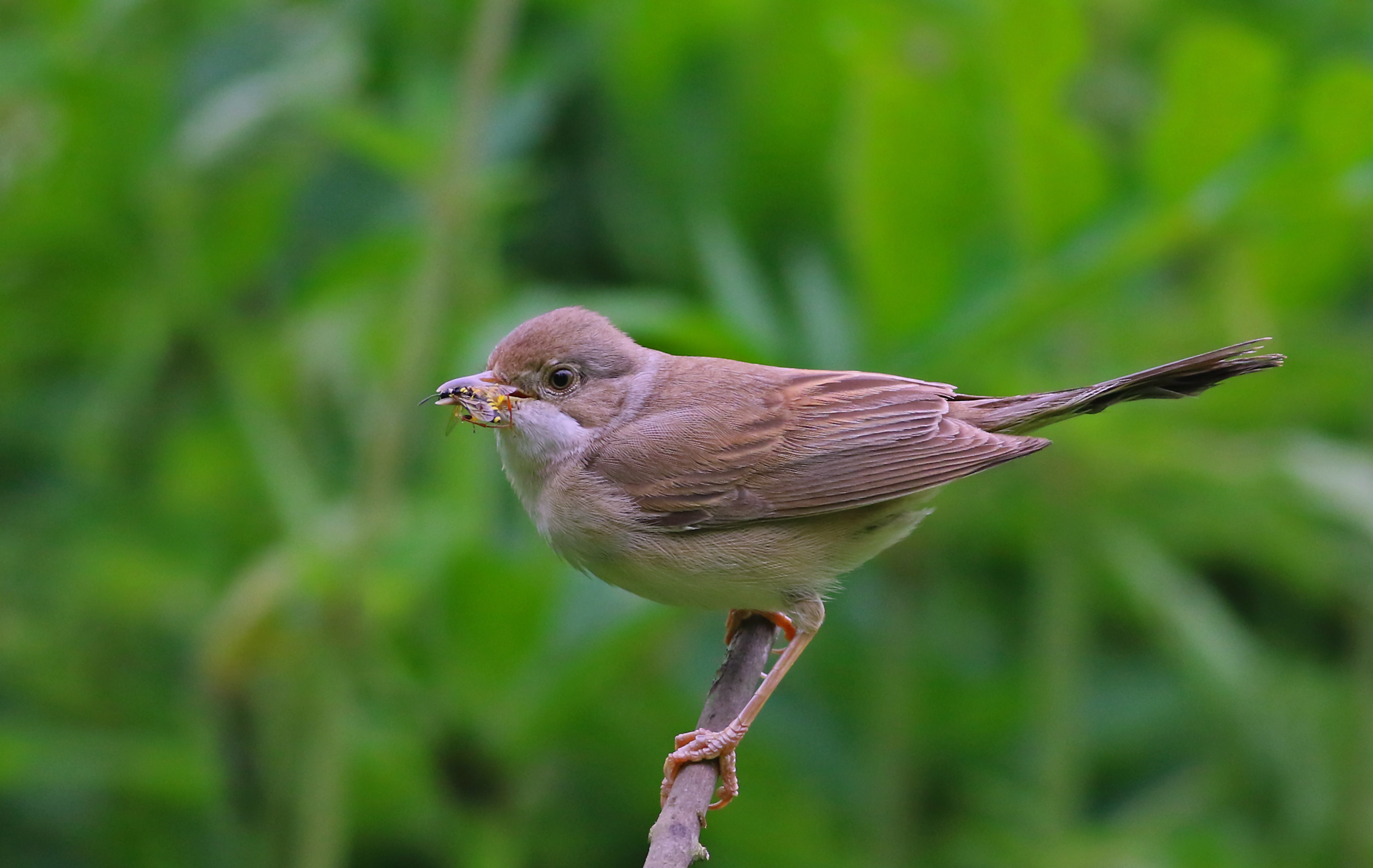Greater Whitethroat